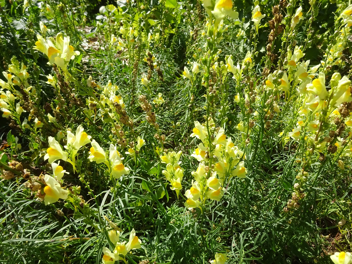 Linaria vulgaris (Plantaginaceae)